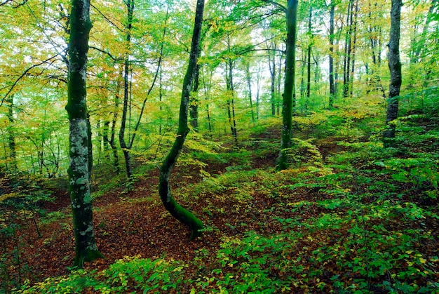 Otoño en un bosque de hayas en el bosque de Irati. Navarra. España