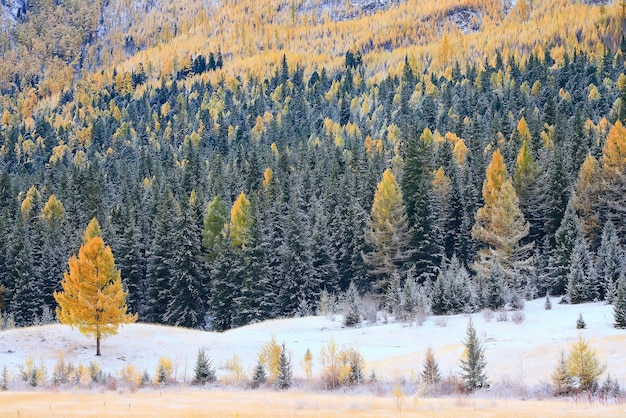 Otoño bosque helada nieve Altai paisaje hermosa naturaleza