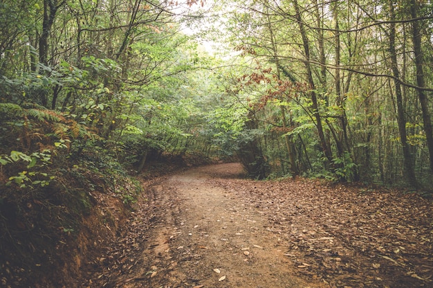 Otoño en el bosque con hojas marrones en el camino