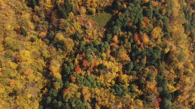 Otoño en el bosque de montaña