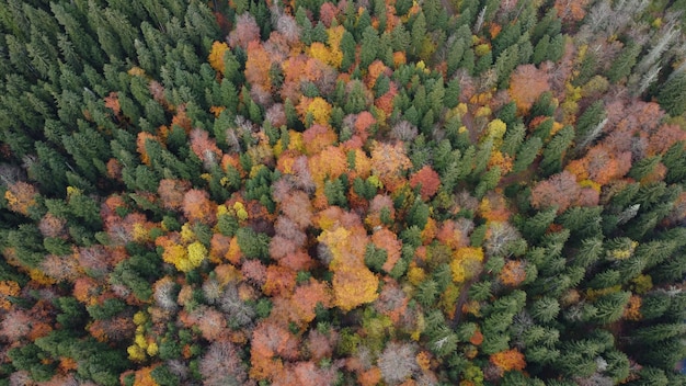 Otoño en el bosque de montaña