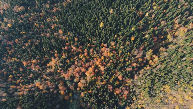 Otoño en el bosque de montaña