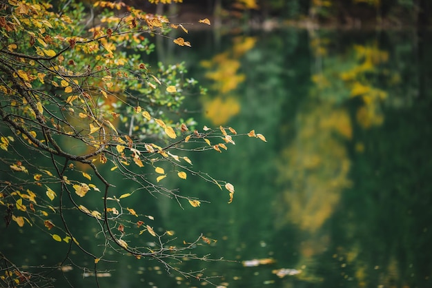 Otoño en el bosque de montaña