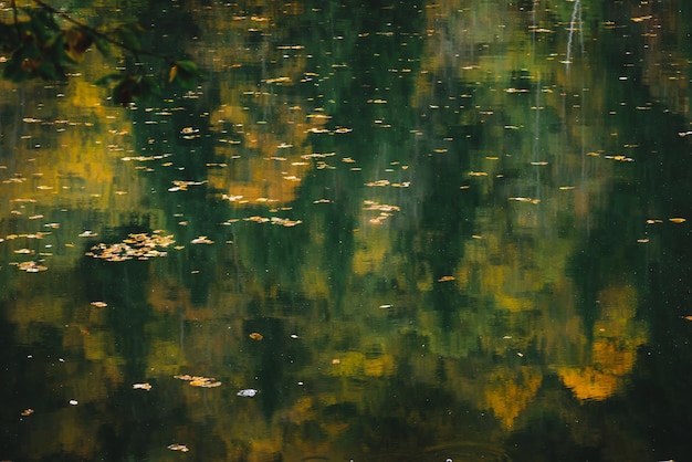 Otoño en el bosque de montaña