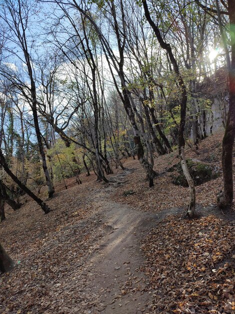 Foto otoño bosque montañas río de montaña