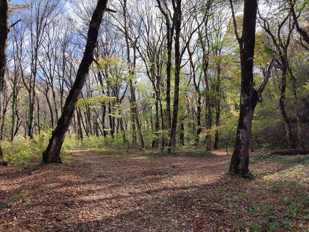 Foto otoño bosque montañas río de montaña