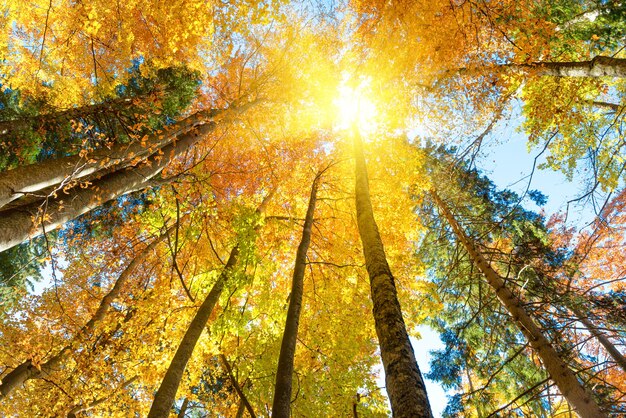 Otoño en el bosque. Naranjos con hojas rojas y rayos de luz solar.