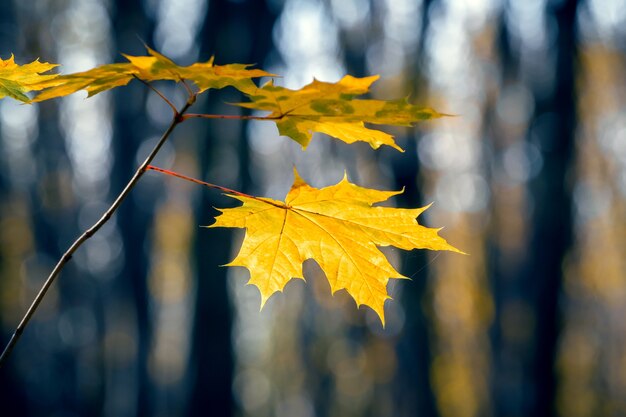 Otoño bosque oscuro con hojas de arce amarillas en la rama de un árbol sobre un fondo borroso