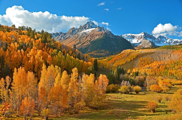 Otoño Bosque Otoño Camino