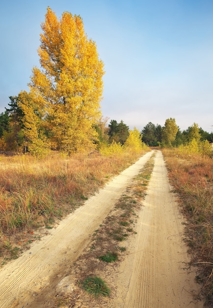 Otoño. Bosque en otoño. Árboles y hojas de otoño a la luz del sol. Escena de otoño