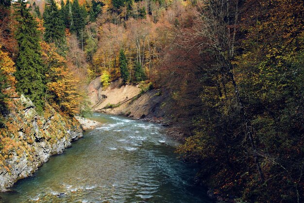 Otoño bosque paisaje árboles naturaleza aire fresco