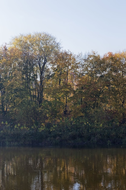 Otoño en el bosque