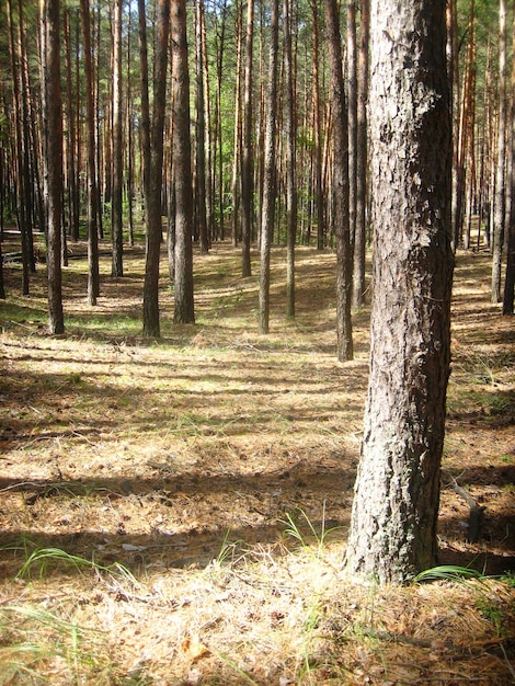 Otoño en el bosque