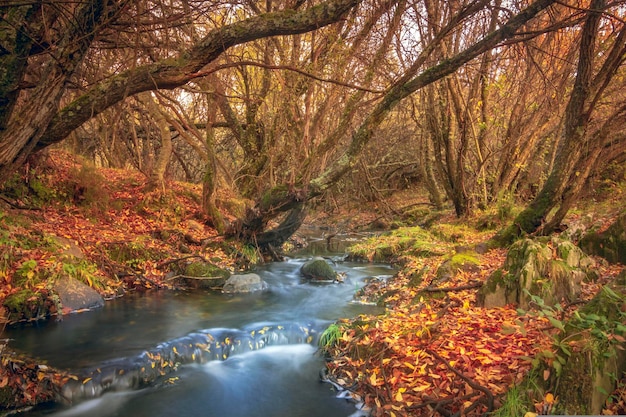 Otoño en el bosque.