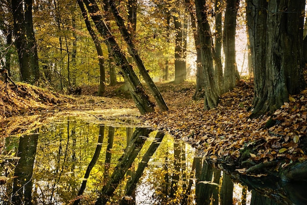 Foto otoño en el bosque.