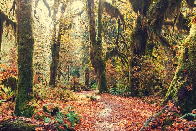 otoño de los bosques