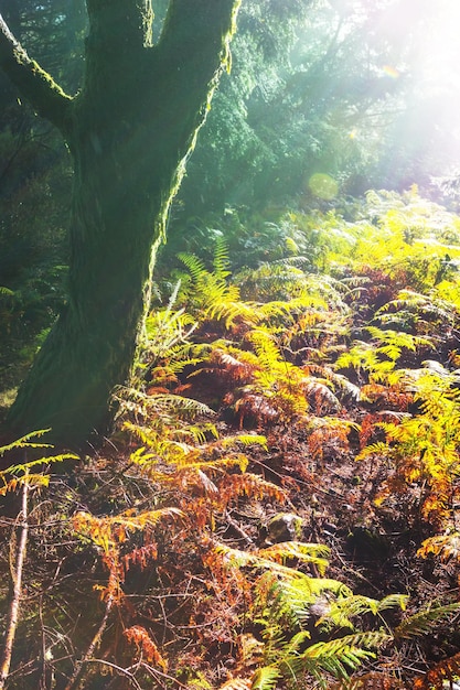 otoño de los bosques