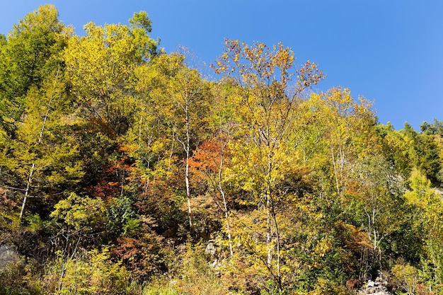 otoño de los bosques