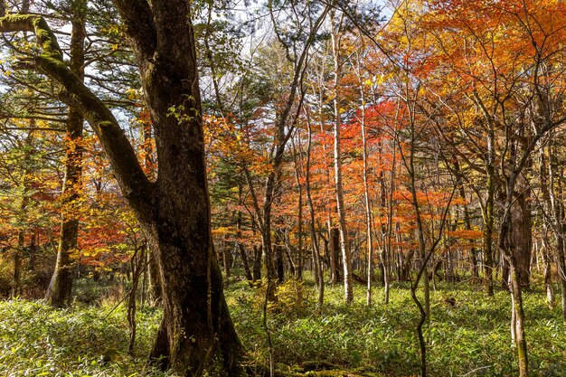 Foto otoño de los bosques