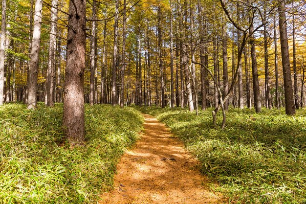 Foto otoño de los bosques