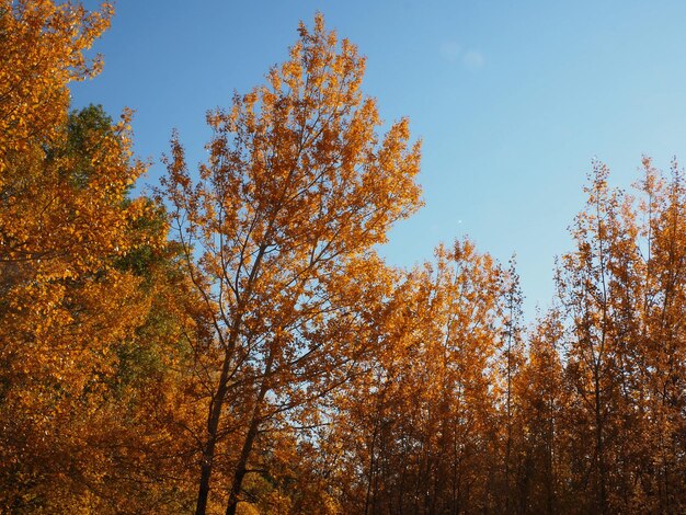 otoño de los bosques