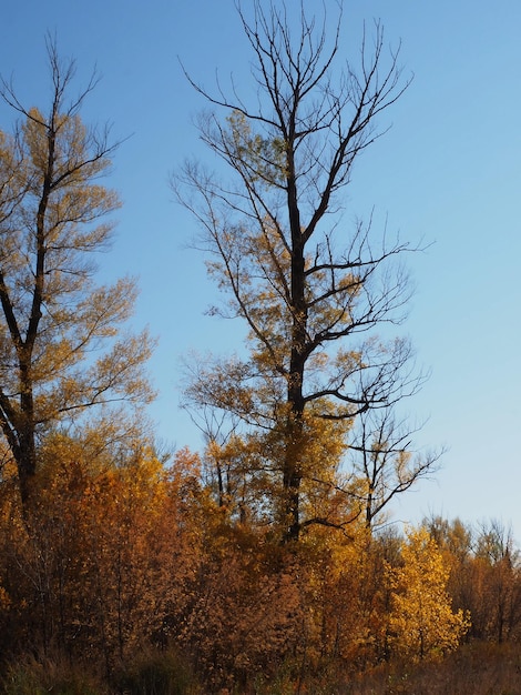 otoño de los bosques