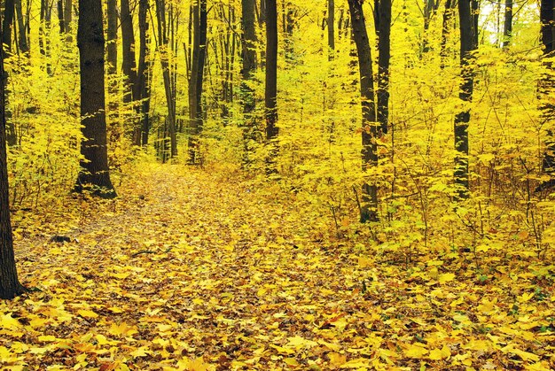 otoño de los bosques