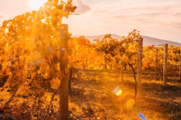 Otoño brillante rojo anaranjado amarillo hojas de vid en el viñedo en la cálida luz del sol Hermosos racimos de uvas maduras Elaboración del vino y jardinería de frutas orgánicas Primer plano Enfoque selectivo