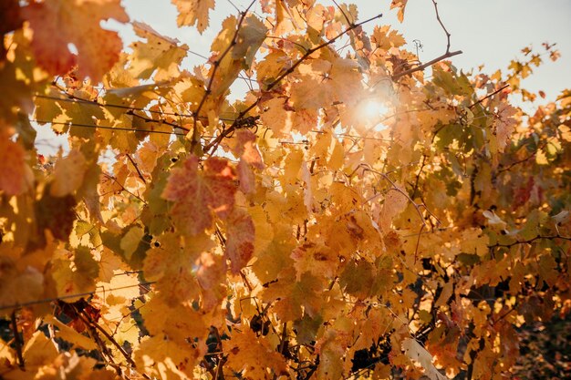 Otoño brillante rojo naranja amarillo hojas de vid en el viñedo en la cálida luz del sol del atardecer hermoso