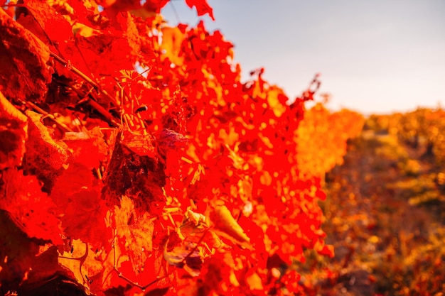 Otoño brillante rojo naranja amarillo hojas de vid en el viñedo en la cálida luz del sol del atardecer hermoso