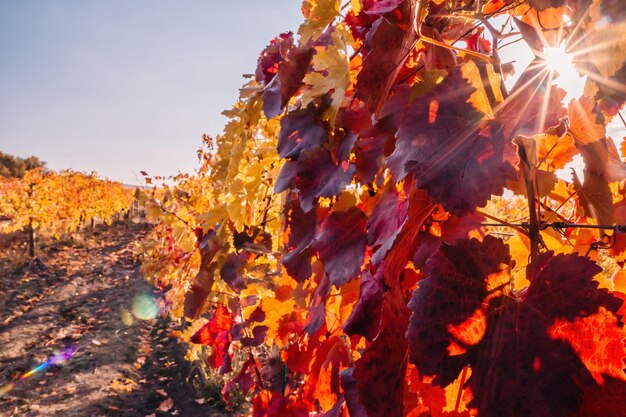 Otoño brillante rojo naranja amarillo hojas de vid en el viñedo en la cálida luz del sol del atardecer hermoso