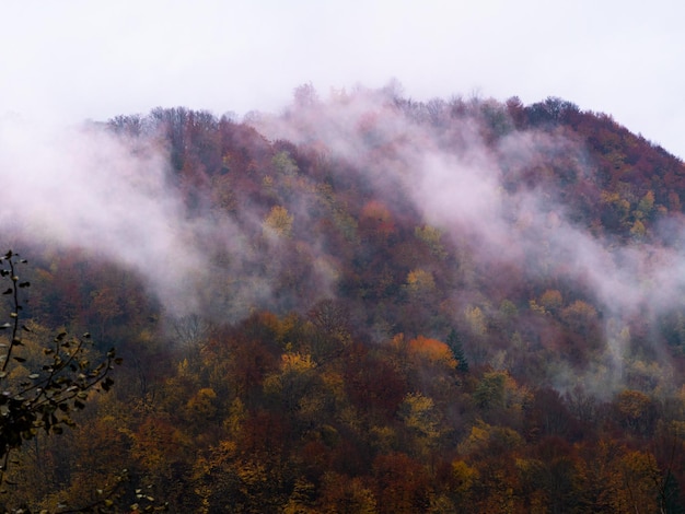 Otoño brumoso paisaje de niebla de las montañas de los Cárpatos Pueblo en la región de Transcarpatia Niebla de pinos de abeto vista panorámica del bosque Ucrania Europa Campo de otoño Eco Turismo local Actividades recreativas