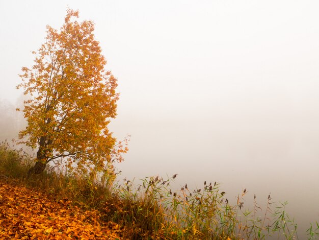 Foto otoño brumoso paisaje en el parque. hermoso paisaje de otoño con árboles y niebla en la ladera de la montaña.