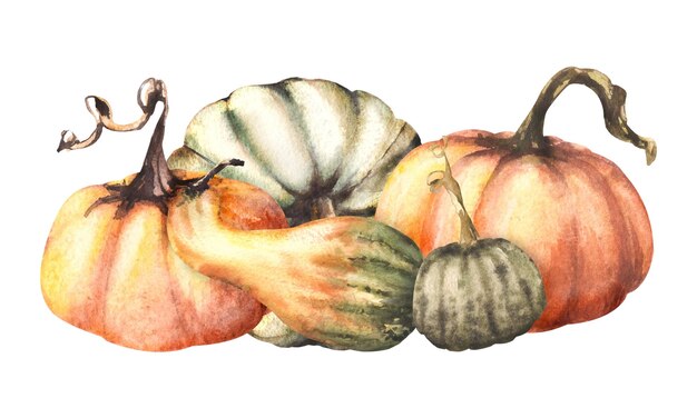 Otoño calabazas maduras verduras de otoño cosecha ilustración acuarela aislada sobre fondo blanco