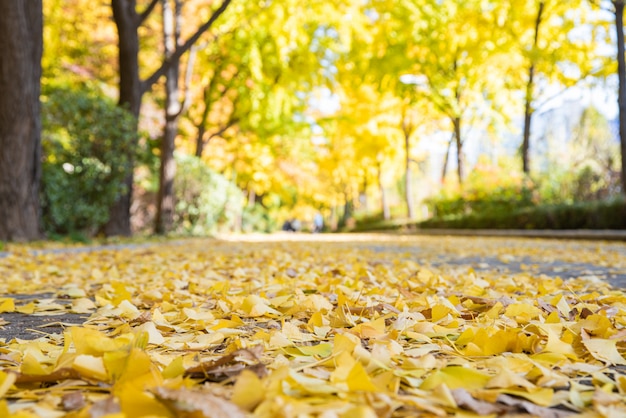 Otoño calle con hojas de arce amarillas. Parque Olímpico de Seúl en Corea del Sur.