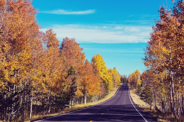 Otoño por carretera