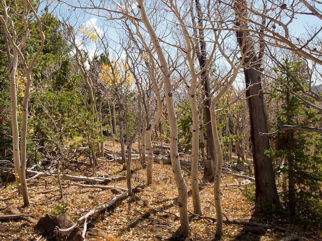 Otoño de Colorado con árboles de álamo temblón.