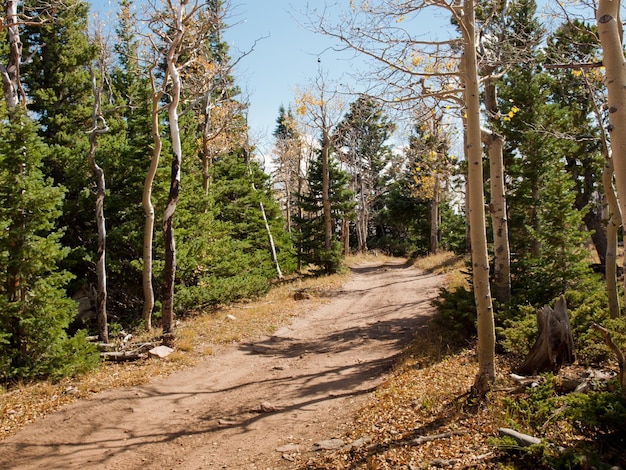 Foto otoño de colorado con árboles de álamo temblón.