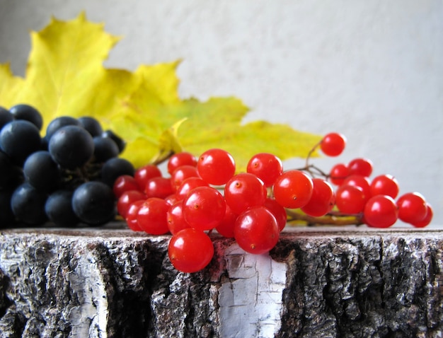 Otoño colorido bodegón uvas negras bayas rojas de viburnum y hojas de arce amarillas en el abedul