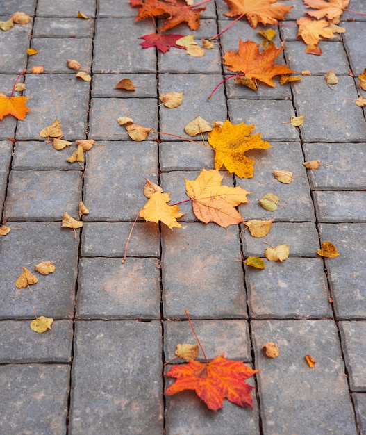 Otoño colorido deja tirado en la acera