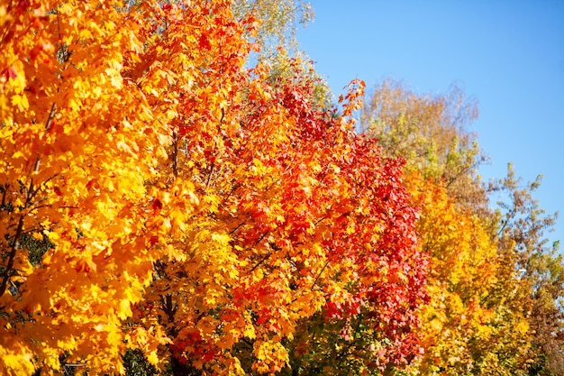 Otoño. Ð¡colorido follaje en árboles en el parque. Otoño de hojas amarillas y rojas sobre fondo de cielo azul.