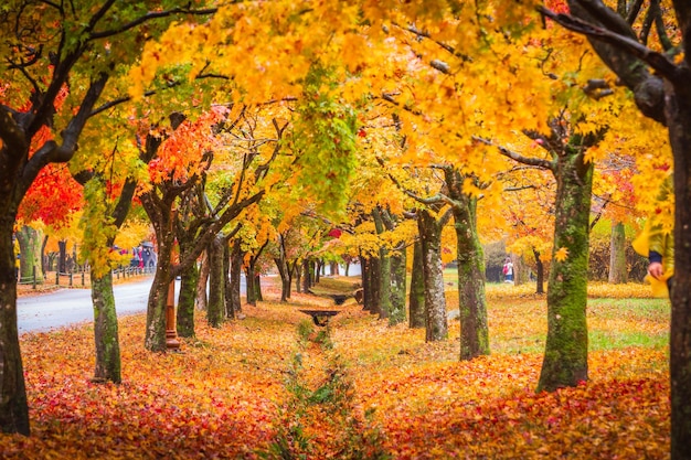 Otoño colorido con hermosas hojas de arce en el parque nacional de Naejangsan, Corea del Sur