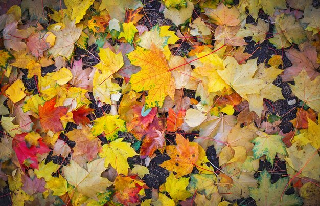 Otoño colorido hojas de arce naranja, rojo y amarillo como fondo al aire libre.