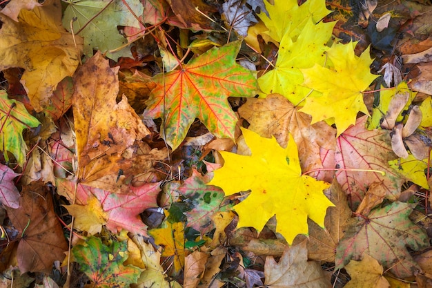 Otoño colorido hojas de arce naranja, rojo y amarillo como fondo al aire libre.