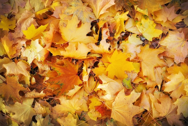 Otoño colorido hojas de arce naranja, rojo y amarillo como fondo al aire libre.