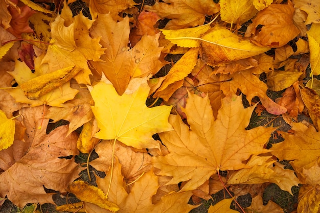 Otoño colorido hojas de arce naranja, rojo y amarillo como fondo al aire libre.