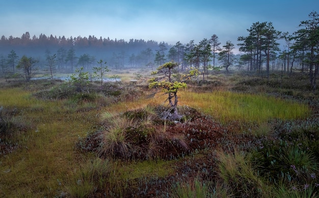 Otoño colorido paisaje con pinos enanos en un pantano al amanecer en la niebla