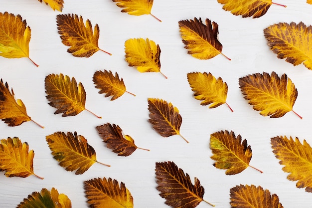 Otoño composición de hojas sobre un fondo blanco.