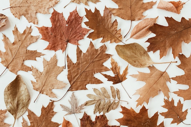 Otoño, composición de otoño. Hermosas hojas secas de color marrón, naranja, beige