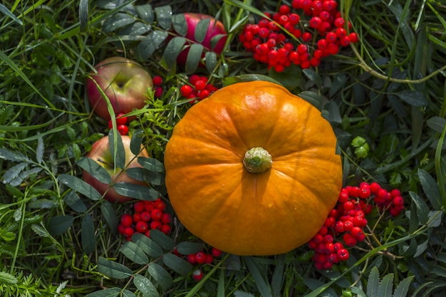 Otoño cosecha de calabaza con bayas de serbal al aire libre. Composición de otoño. Día de Gracias